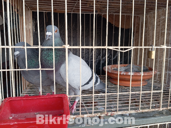 হোমা কবুতর